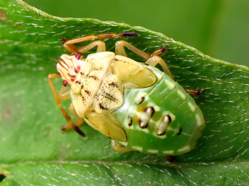 Elasmucha grisea (Linnaeus, 1758)
